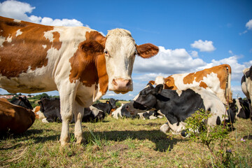 Troupeau de vache laitière dans la campagne au printemps.