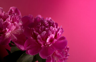 Fototapeta premium Banner with Bouquet of Pink Peonies on a magenta color background with empty space for text. Good for Womens day, Mothers day festive banner background. Spring Season sale backdrop.