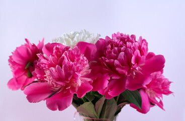 Beautiful bouquet of pink and white Peonies against a white background. Floral spring seasonal wallpaper. Macro photography softfocused peony.