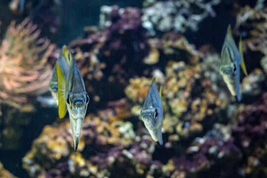 Silver Moony In Detail Below Sea Level.