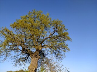 Panoramic view landscape close-up green majestic old lone oak tree with clear blue sky in the background in early spring
