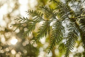 Western red cedar tree branch foliage close up with green bokeh forest background, beautiful...