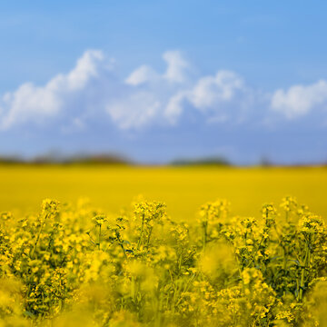 spring yellow rape field under cloudy sky, seasonal agricultural industry background © Yuriy Kulik