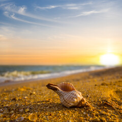closeup marine shell lie on sandy sea beach at the sunset