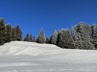 Picturesque canopies of alpine trees in a typical winter atmosphere after the winter snowfall above the tourist resorts of Valbella and Lenzerheide in the Swiss Alps - Canton of Grisons, Switzerland
