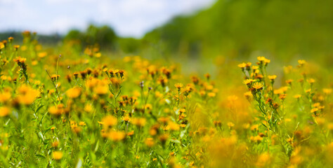 forest glade with wild flowers, beautiful natural summer background