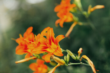 Fototapeta premium An orange daylily blooming in the front garden