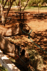 Fototapeta premium Chameaux ruminant