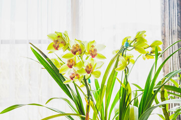 窓辺のシンビジューム