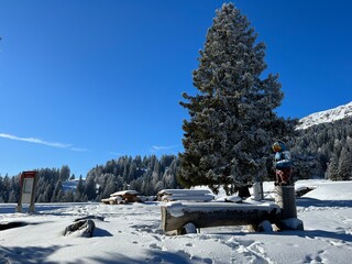 Picturesque canopies of alpine trees in a typical winter atmosphere after the winter snowfall above the tourist resorts of Valbella and Lenzerheide in the Swiss Alps - Canton of Grisons, Switzerland