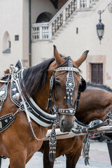 Horses in harness in the city
