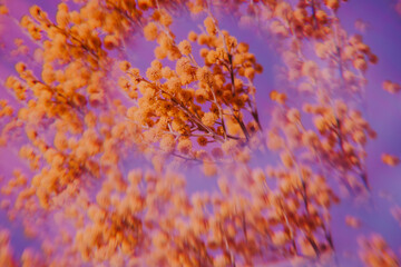 Obraz na płótnie Canvas Mimosa branch. Kaleidoscope effect. Soft focus.