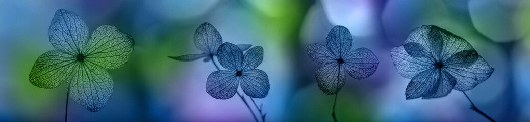 bokeh background and hydrangea flower skeleton with veins and cells - macro photograph