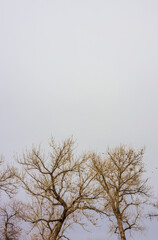 Bare trees in early spring with black birds sitting on the branches in a small neighborhood park, Aurora, Colorado