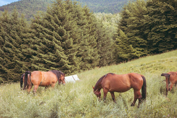 Horses grazing in the farm yard, their peaceful and contented demeanor a true reflection of the serenity of the countryside, surrounded by the beauty and tranquility of nature