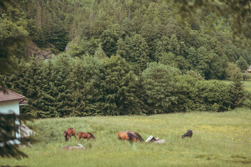 The natural beauty of these horses is highlighted in this stunning photo, as they graze amongst the vibrant plant life