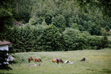 Obraz na płótnie Canvas A group of horses drink from a stream, showcasing the resilience and survival instincts of these magnificent animals