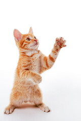 Ginger funny kitten standing on its hind legs and catching something above - 578797944