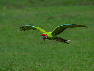 Great Green Macaw in flight over field with green grass