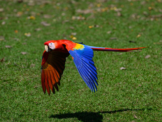 Obraz premium Scarlet Macaw in flight over field with green grass