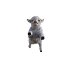 Goat baby character on transparent background. 3d rendering illustration for collage, clipart, composting, pose.