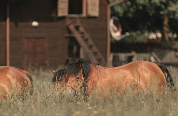 Horses standing in the farm yard, their noble presence and quiet strength a symbol of the enduring majesty of the animal kingdom