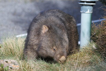 Wombat 