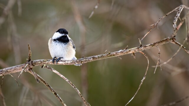 Black-capped chikadee (Poecile atricapillus) perched on a dead branch