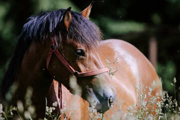 A herd of wild mustangs roam the grasslands, their majestic beauty a testament to the natural...