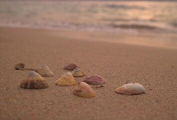 shell on the beach