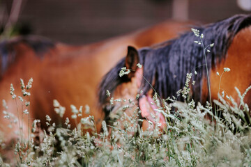 Simple beauty and natural elegance of horses are showcased in this stunning photo of these magnificent creatures standing in the farm yard, their coats shimmering in the gentle sunlight