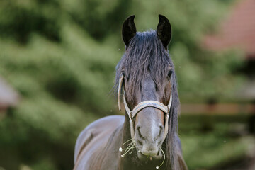 Horses running through the farm yard, their spirited energy and playful antics a joy to watch and...