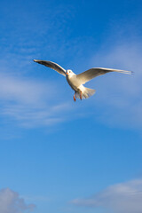 seagull flying over the sea near the shore