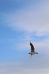 seagull flying over the sea near the shore