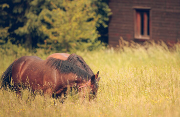 These spirited horses graze peacefully in a lush meadow, surrounded by the vibrant plant life of their natural habitat