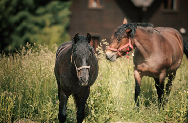 Horses standing in the farm yard, their noble presence and quiet strength a symbol of the enduring...