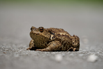 toad on the ground