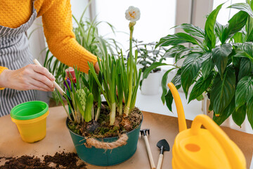 female gardener planting fresh seedlings of hyacinth and narcissus flowers in a metal pot while standing at a table with scattered soil