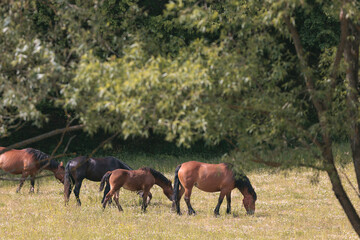 Obraz na płótnie Canvas Horses grazing in the farm yard, surrounded by the natural beauty and tranquility of the countryside, a simple pleasure of farm life. Horses running and frolicking in the farm yard, joy and energy