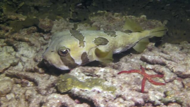 Nice diodon lituresus fish close-up underwater against background of corals. Its beauty and diversity continue to fascinate and enthrall those who explore its depths.