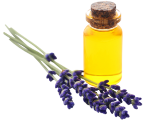 Lavender oil with flower