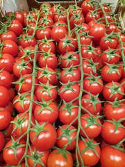 Ripe fresh organic cherry tomatoes on the vine