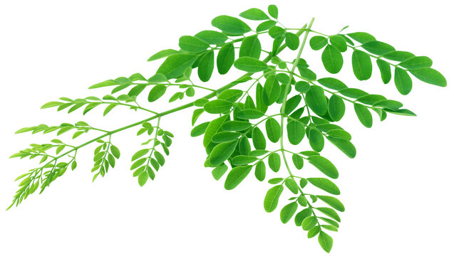 Edible moringa leaves
