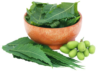 Medicinal neem fruits with leaves in a bowl