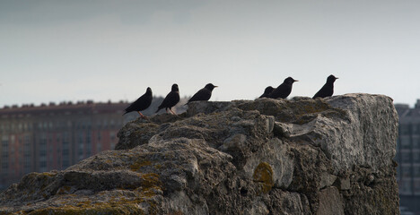 A flock of black birds sits on the ruins of a stone fortress against the backdrop of a modern city