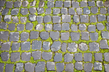 Wet square ancient concrete tiles with grass between it, texture of paver with grass 