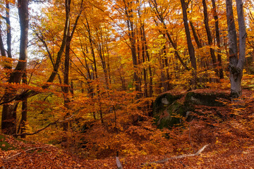 Autumn beech forest with sun rays among yellow leaves. Golden bright mystical mysterious landscape with fabulous trees. A journey through the forest. Beauty of nature. Natural background for design