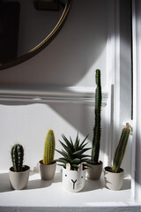 Cactuses in the small pots in the flat
