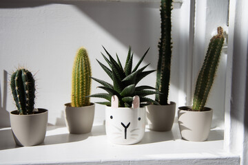 Cactuses in the small pots in the flat