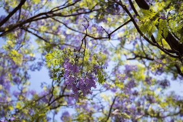 Blue jacaranda tree in bloom, Jacaranda mimosifolia, violet tree in Spain